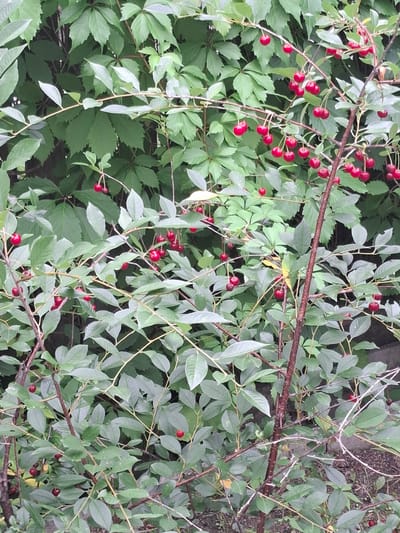The image shows a cherry tree with ripe, red cherries hanging from its branches. The tree is dense with green leaves, and the cherries are clustered together in several locations. The background appears to be a mix of more foliage and possibly a weathered wall or ground surface. The scene is outdoors and suggests a natural, possibly residential, setting. The specific location in Novolugovoye, Russia is not discernible from the image content.