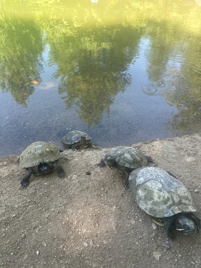 Four turtles are positioned on a dry, granular dirt bank adjacent to a body of water in General Todorov, Bulgaria. The leftmost turtle is heavily encrusted with mud or algae on its shell and head, facing slightly right. Directly behind it, a smaller turtle is partially in the water, facing left. Further right, another turtle is partially submerged, facing away from the bank. The largest turtle in the foreground, on the far right, also shows some mud on its shell and has a distinct red stripe behind its eye, characteristic of a Red-eared Slider, and faces right. The bank is composed of light brown/greyish soil with scattered small stones. A small, dark, circular hole is visible in the dirt between the central and rightmost turtles. The water, possibly a pond or calm river, displays greenish-yellow reflections of overhead foliage and sky in its upper portion, transitioning to a clearer, darker hue closer to the bank where subsurface sediment is visible. Concentric ripples are present on the water's surface in the upper right. No human presence is observed. The scene is brightly lit, indicative of daylight.