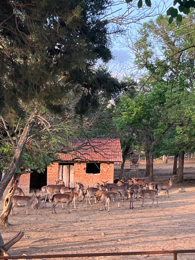 A brick building with a red tile roof is located among trees in what appears to be a forest or park setting. A group of deer are standing in a line in front of the building, on the right side of the frame. The location, Valchin, Bulgaria, is unknown from the image alone.