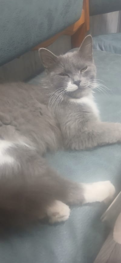 A grey and white cat with fluffy fur is lying on a teal-colored surface, possibly a sofa. The cat's eyes are partially closed, and it appears to be relaxed or sleeping. Its whiskers are prominent, and there's a white patch on its nose and chest. The background is slightly blurred, showing hints of a wooden furniture piece. The image appears to be taken indoors, in a domestic setting. The location in Jizzakh, Uzbekistan, is not determinable from the image itself.