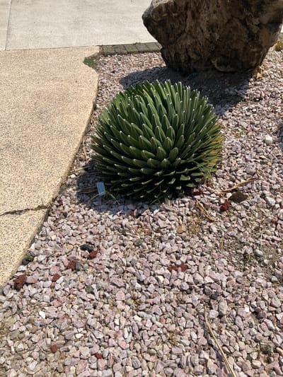 The image depicts a ground-level view of a xeriscaped garden or landscape. A round, green Agave plant with sharp, pointed leaves occupies the center-left of the frame. It is surrounded by reddish-pink gravel. Next to the plant is a small sign with faded text. To the left of the plant is a large grey rock. A section of a concrete walkway or path is visible in the lower-left corner. Dry vegetation is present among the gravel. The image was taken in daylight. While the location of the image is stated as Tehuixtla, Mexico, there is no information in the image to confirm that location.