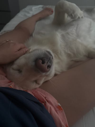 In Craigavon, United Kingdom, a white dog is sleeping on a bed, lying on its back with its paws in the air. A person's hand is resting on the dog's head, and a ring is visible on the person's finger. The dog's snout is pink, and its eyes are closed. The dog is wearing a pink and white patterned garment. A dark blue garment is also visible in the foreground. The background is blurred, but appears to be a white bed sheet.