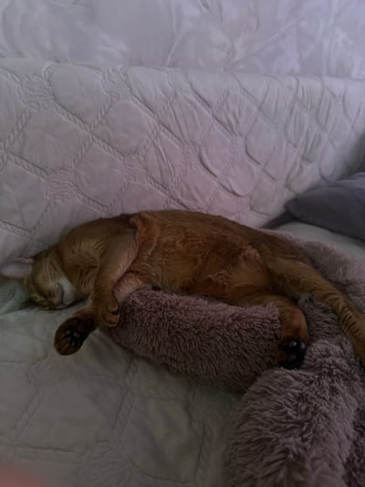 An Abyssinian cat is sleeping on a fluffy gray pillow on a bed. The cat is a reddish-brown color with black paw pads. The bed is covered with a white quilted comforter. The background consists of a light gray pillow and a white headboard. The image appears to have been taken indoors in a bedroom. There is no visible indication of the city of Stopyatyy, Russia.