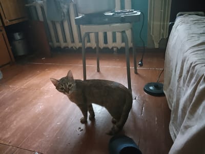 A medium shot shows a tabby cat standing on a worn, reddish-brown wooden floor. The cat is facing slightly to the left and looking directly at the camera. Its fur is a mix of brown, black, and lighter tan stripes. Behind the cat, a metal stool with a portable electric stove and pot on top is visible. The stool has thin metal legs. To the right of the stool, a bed covered with a light-colored blanket is seen. In the background, a radiator and a cabinet are present. The lighting in the room appears dim. This scene is located in Arkalyk, Kazakhstan.