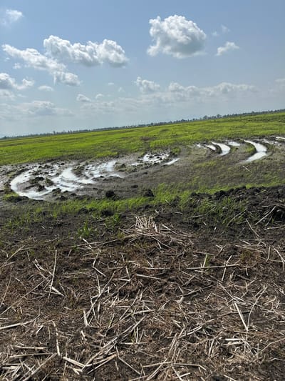 The image depicts a muddy, wet field with patches of standing water, likely after rainfall. The ground is a mixture of dark soil, sparse green grass, and dry, light-colored straw or stubble. In the background, a vast expanse of green vegetation stretches towards a hazy horizon, suggesting an agricultural landscape. The sky above is a pale blue, dotted with fluffy white cumulus clouds. The scene is captured from a high angle, looking diagonally across the field. There are no people or specific objects visible, focusing instead on the natural elements of the environment. The overall impression is one of a rural setting in Nigeria, likely during the wet season, given the saturated ground. The lighting suggests it's daytime, possibly morning or afternoon, with diffused sunlight given the cloud cover. There is no visible text in the image.