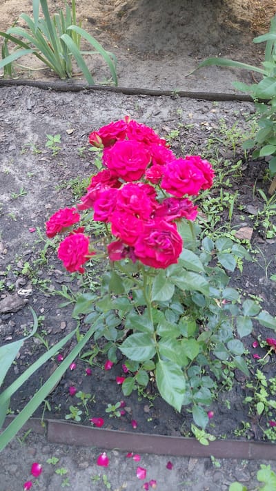 A cluster of vibrant pink roses blooms prominently in the center of the frame, their petals full and slightly ruffled. The roses are supported by a bush with lush green leaves, some of which appear slightly wet. Scattered on the dark, loamy soil surrounding the bush are fallen rose petals in shades of pink and dark red. In the background, there are some green leafy plants with long, blade-like leaves, likely irises, and a dirt mound. The scene appears to be in a garden or natural outdoor setting. There are no people visible in the image.