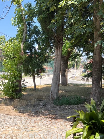 The image captures a sunlit scene in Akandzhievo, Bulgaria, focusing on a paved area in the foreground and a street with trees and buildings in the background. The foreground is a textured cobblestone path, slightly worn, with scattered debris and dry leaves. A large, glossy green plant with broad leaves is positioned to the right, partially obscuring the view of the cobblestones.
Beyond the paved area, a dry, grassy ground transitions to a street. Several mature trees with rough bark and green foliage are prominent, creating a dappled shade. One tree on the left has lighter, peeling bark. In the middle ground, a road curves gently, with a dark-colored car parked on the right side. A white utility box or small structure is visible on the left side of the road.
Further in the background, a network of utility poles with wires stretches along the street. Houses with red-tiled roofs and some of their facades are visible nestled among more trees. A green sports field with a fence and bleachers is partially visible on the far left. The sky is a clear, bright blue. The overall impression is a quiet, residential street scene on a warm, clear day in Akandzhievo.