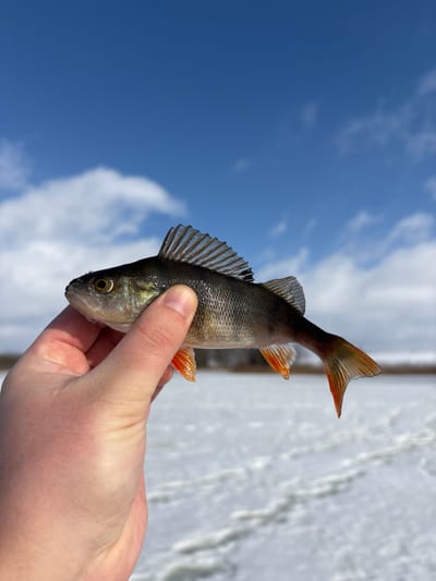 A fair-skinned hand holds a small, live European perch approximately 15-20 cm in length. The fish exhibits dark greenish-grey dorsal coloration fading to a lighter belly, with prominent reddish-orange pelvic, anal, and caudal fins. Its spiny dorsal fin is erect. The scene is set outdoors on a bright, sunny day with a clear blue sky partially obscured by scattered white clouds. The background consists of a vast, flat expanse of snow-covered ice, indicative of a frozen lake or large body of water. A faint, dark horizontal line on the distant horizon suggests a treeline or shoreline. The location is in Азярэцкі сельскі Савет, Belarus.