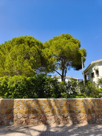 The image depicts a sunny day in Dehesa de Campoamor, Spain. In the foreground, a low stone wall, constructed with irregular yellow and reddish-brown stones, runs horizontally across the frame. A paved walkway with a grid pattern is visible below the wall, showing dappled shadows from overhead foliage. Behind the wall, lush green trees and bushes form a dense backdrop. A large pine tree with vibrant green needles dominates the center-left of the scene. To the right, the upper section of a white building with a red-tiled roof is visible, featuring windows with barred fronts and an air conditioning unit mounted on the exterior wall. A tall white pole with a light fixture is also present near the building. The sky above is a clear, bright blue.