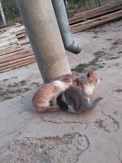 In Leușeni, Moldova, on a cracked concrete surface next to a large gray pipe, two cats are resting. The larger cat, with patches of orange and white fur, is curled up, facing to the right. Partially nestled against it is a smaller, fluffy gray kitten. In the background, a pile of wooden planks and some sparse green vegetation are visible. The ground is dirt and gravel.