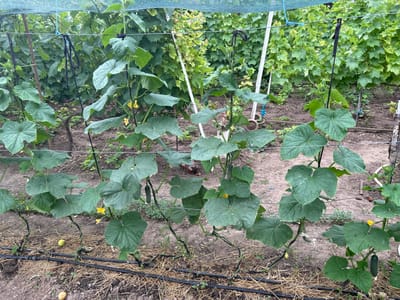 This media file shows a vegetable garden in Copceac, Moldova. The primary subjects are rows of cucumber plants being trained to grow vertically on a trellis system. The plants have large, green leaves and some have developing cucumbers and yellow flowers. There are also some grapevines in the background.
The scene depicts a cultivated garden bed, with dark soil and a layer of straw mulch. Black irrigation lines are visible running along the base of the cucumber plants, indicating an active watering system. The overall setting suggests a sunny day, as evidenced by the bright lighting and lack of shadows. The garden appears to be well-maintained, with the plants actively growing and producing fruit.
There is no discernible text in the media file. The time of day appears to be daytime, and the weather seems to be pleasant for gardening. The location cues, such as the specific types of plants and the trellis system, are consistent with a rural or suburban garden environment in Moldova. There are no people visible in the image, and the overall emotion conveyed is one of growth, nature, and cultivation.