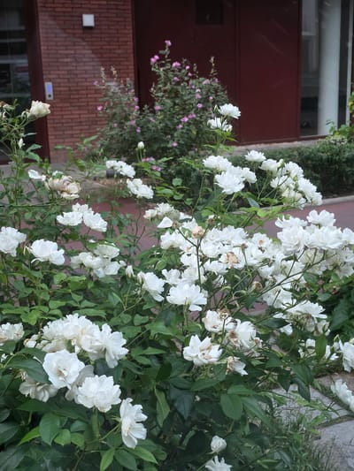 In the city of Montrouge, France, a close-up, eye-level shot captures a dense cluster of white roses in full bloom, interspersed with green foliage and a few dried, brown rose heads. The roses are predominantly white, with some exhibiting a creamy hue. Behind the roses, a segment of a dark red, flat surface, likely a door or panel, is visible. To the left of this surface, a red brick wall with a few square white fixtures is present. In the background, a bush with small pink flowers adds a contrasting splash of color. The ground appears to be paved with gray flagstones and some grass. The scene suggests an outdoor setting, possibly a garden or courtyard, adjacent to a building.