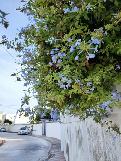 A lush green vine adorned with numerous small, pale blue flowers cascades over a textured, whitewashed wall. The flowers have five petals and a delicate appearance. The vine's branches and leaves are dense, creating a natural curtain. The scene is set outdoors, with a clear, pale blue sky visible above the foliage.
In the background, a paved road curves gently to the left. Several cars are parked or driving on the road. On the left side of the road, there are buildings with white walls and some trees. On the right side of the road, beyond the wall draped with flowers, a doorway with a decorative arch and purple trim is visible. The architecture suggests a Mediterranean or North African setting.
The lighting indicates it is daytime, likely morning or late afternoon, given the soft light and shadows. The overall mood is serene and natural. No people are visible in the frame. No text is present in the image. The location context is Ariana, Tunisia.