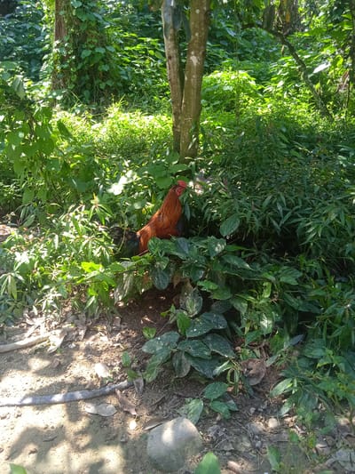 A rooster with reddish-brown plumage and a dark, iridescent tail stands in dense green foliage. The rooster is facing right and appears to be partially obscured by leaves. The environment is a lush, sun-dappled forest or garden, with a tree trunk visible behind the rooster. The ground is covered in dirt, fallen leaves, and some rocks. The image appears to be taken in Bora, Indonesia, given the context.