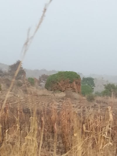 This image captures an outdoor, rural landscape in Jibilik, Nigeria, under an overcast sky. The foreground is dominated by dense, dry, light brown vegetation, possibly harvested crops or tall grasses, with several stalks prominently blurred in the lower and central portions of the frame. A particularly long, slender dry stalk extends diagonally from the lower left towards the upper center, partially out of focus. In the midground, a distinctive natural formation, appearing as a large, blocky structure or rock outcrop, is visible. This formation features a dense, rounded canopy of vibrant green foliage atop a brown, bare or rock-faced base. Surrounding this central feature are scattered smaller trees and shrubs with varying shades of green and brown foliage. The ground in the midground exhibits a textured appearance, possibly from dry soil or remaining crop stubble. The background consists of hazy, undulating terrain or hills, indistinct due to atmospheric conditions, blending into the pale grey sky which occupies the upper third of the frame. No human subjects, animals, or artificial structures are visible. The overall lighting is soft and diffused.