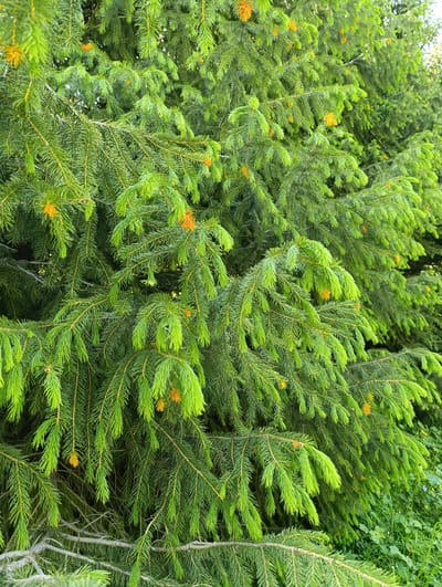 The image displays a close-up view of dense evergreen tree branches, likely a spruce or fir, with vibrant green needles. Scattered among the needles are small, bright orange buds or developing cones, adding a touch of color to the foliage. The branches are layered and abundant, creating a thick, textured appearance. In the background, there is a hint of darker green foliage and some lighter green undergrowth, suggesting an outdoor, natural environment. The lighting appears to be natural daylight, illuminating the needles and highlighting their freshness. The image focuses solely on the tree, with no people or man-made structures visible. The scene suggests a natural setting within the city of Ak-Tuz, Kyrgyzstan, characterized by lush vegetation.