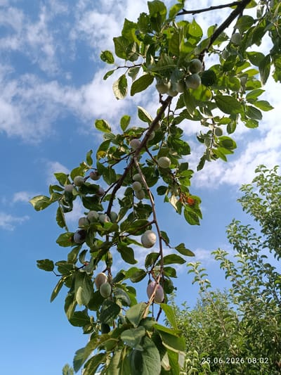 This is a low-angle, close-up, outdoor, full shot of a plum tree branch laden with unripe plums against a bright blue sky dotted with white clouds. The branch, with its dark bark and green leaves, extends diagonally from the upper right to the lower left of the frame. Numerous green plums, some with a hint of purple blush, are clustered along the branch. The leaves are vibrant green and appear healthy, with sunlight filtering through them. In the background, to the right and bottom, are other green trees and foliage, also in sharp focus. The lower right corner of the image contains a timestamp reading "25.06.2026 08:02". The scene is set in a natural environment, likely an orchard or garden, in Erkin, Uzbekistan. No people are present in the image.