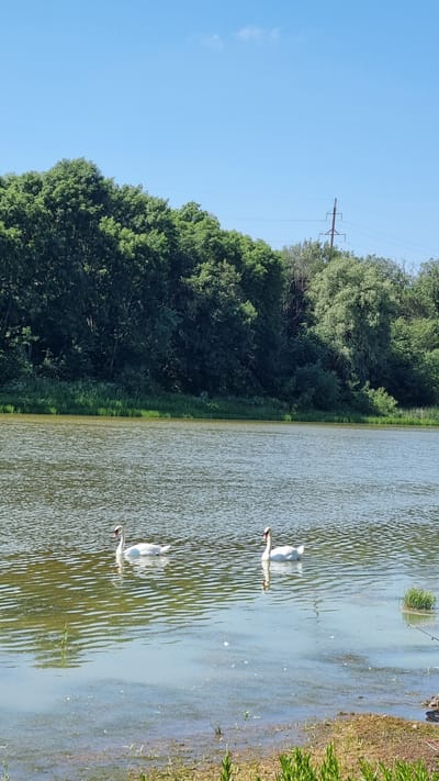 This image depicts a serene natural scene on a clear day, likely in the city of Kholodnianske, Ukraine. The foreground shows a body of water with visible ripples, reflecting the sky and surrounding vegetation. The water's edge is lined with green grass and some sparse brown vegetation. In the middle ground, two white swans are gracefully swimming. The swan on the left is positioned slightly further back than the one on the right, and both are facing towards the left side of the frame. The background is dominated by a dense line of lush green trees, forming a natural barrier. Above the trees, the sky is a bright, clear blue with a single wispy white cloud. A tall electrical pylon with supporting wires is visible on the right side of the background, partially obscured by the trees. The overall impression is one of tranquility and natural beauty.