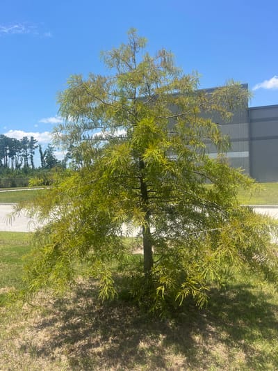 A young bald cypress tree stands in a grassy area in front of a large, grey industrial building. The tree has a conical shape with sparse, feathery green foliage. The building's facade is made of corrugated metal panels and features a few horizontal grey bands. A paved area, likely a road or parking lot, is visible to the left of the tree, bordered by more grass. In the background, a line of tall pine trees is silhouetted against a bright blue sky with scattered white clouds. The sun casts dappled shadows from the tree onto the ground. The scene appears to be a commercial or industrial area in Pooler, Georgia, USA.
