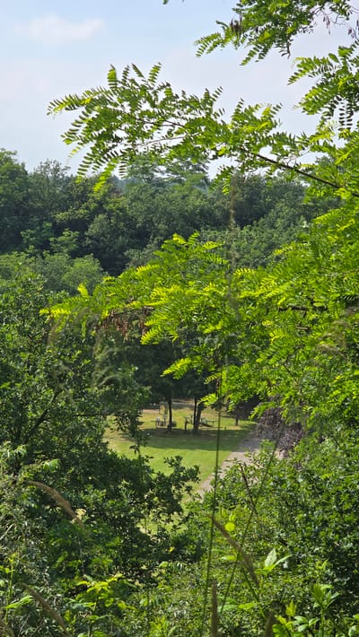A lush, green forest canopy dominates the frame, with vibrant leaves and branches in the foreground obscuring a view of a sunlit clearing. In the clearing, a picnic area is visible with several tables and benches, nestled amongst trees. A pathway winds through the grass, leading towards the picnic spot. The sky above is a pale blue with scattered white clouds. The scene depicts a tranquil, outdoor recreational space within a wooded area, likely in or around Zeddam, Netherlands.