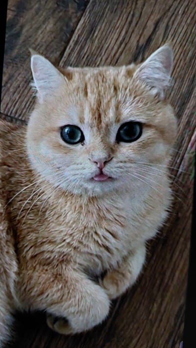 A close-up, high-angle shot captures an orange tabby cat with large blue eyes and light fur resting on a wooden floor. The cat's mouth is slightly open, with a small portion of its pink tongue visible. Its paws are tucked underneath its body. The background consists of a brown wooden floor with visible planks and grain. There is no indication of the cat's location in Büyükçekmece, Turkey or any other specific geographical location.