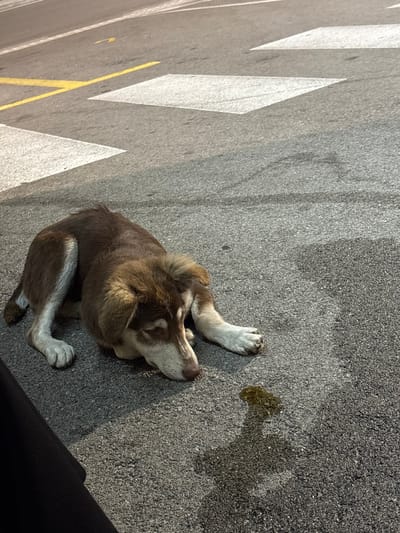 The image depicts a medium-sized dog, possibly a husky mix, lying on asphalt pavement. The dog has brown and white fur, with its head resting on the ground. A puddle of urine is visible on the pavement to the right of the dog. In the background, there are white and yellow road markings, suggesting a crosswalk or intersection. The lighting indicates it is either dusk or nighttime. The location is identified as Chuchuligovo, Bulgaria.