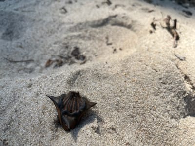This is a close-up, eye-level shot of a single, dark, spiky seed lying on coarse, light-colored sand. The seed, which resembles a caltrop or a small, hardened fruit, is positioned in the lower left quadrant of the frame, with its pointed protrusions facing outwards. The sand is textured with small grains and some larger pebbles, and there are subtle shadows and highlights suggesting natural light. In the background, the sand appears disturbed, with faint impressions that could be footprints or natural undulations in the terrain. Small fragments of organic material, possibly dried plant matter or debris, are scattered across the sand, particularly in the blurred background.

The scene appears to be outdoors, likely in a natural setting given the sand and debris. The lighting suggests it is daytime, possibly late morning or early afternoon, due to the bright illumination and defined shadows. The location cues, such as the type of sand and vegetation debris, do not provide a definitive geographical context within Kozarovychi, Ukraine, but the environment seems consistent with a sandy area near a body of water or a dry, exposed patch of ground. No people, animals, or specific activities are depicted. The overall mood is one of stillness and observation, focusing on the details of the natural elements. There is no visible text in the image.