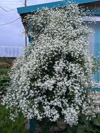 A dense cascade of small white flowers, likely Clematis, covers the side of a weathered building. The building has a teal blue trim along the roofline and a light yellow wooden siding. To the left of the building, a corrugated metal structure with a darker roof is visible, and further left, a patch of orange and red flowers peeks out. In the foreground, green foliage, including large hosta leaves, grows lushly. The sky is overcast and a soft grey. The scene appears to be in a rural or suburban setting in Mel'nichnaya, Russia. There are no people visible in the image.