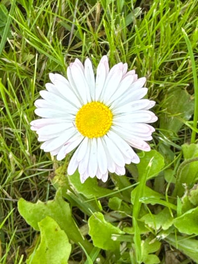 The image presents a solitary common daisy (Bellis perennis) centered against a natural backdrop of green grass and foliage. The daisy exhibits approximately fifty white ray florets, or petals, which are slightly tinged with a delicate pink hue at their distal ends, radiating outwards from a densely packed, bright yellow central disc composed of numerous disc florets. The flower is oriented facing upwards, occupying a significant portion of the frame. The background consists of verdant green grass and various other broader green leaves, some of which show minor imperfections or irregularities, indicative of a natural, untended outdoor environment. The lighting appears uniform and diffused, suggesting natural daylight. There are no individuals, human artifacts, or discernible actions or interactions present within the frame. The scene is located in the city of Šķēde, Latvia.