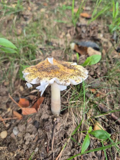 A single mushroom with a yellow cap and white gills is centered in the frame. The cap is dusted with brown soil or debris and has a ruffled edge. The mushroom's stem is light brown and appears sturdy. The mushroom is growing in dark soil mixed with dry leaves, pine needles, and blades of green grass. The background is out of focus, showing more grass and soil. The scene appears to be an outdoor natural environment, possibly a forest floor. There are no people or animals visible in the image. The specific location in the city of South River, United States of America, is not identifiable from the visual information provided in the image.