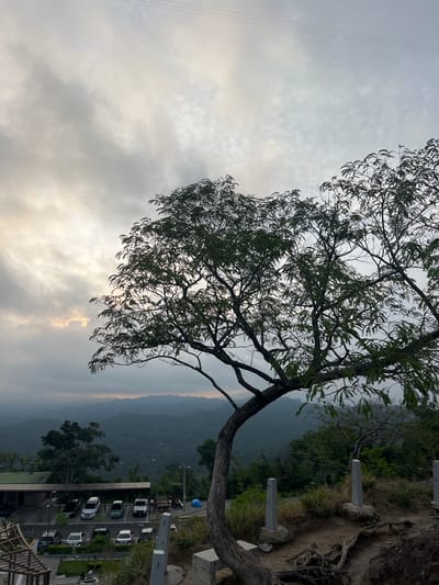 The image depicts a scenic overlook in Planes de Renderos, El Salvador. A mature tree dominates the foreground, its branches extending toward a cloudy sky tinged with sunlight. Beyond the tree, a mountain range fades into the distance. A parking lot with several parked cars is visible below, along with a building and other structures. A fence or railing borders the edge of the overlook.