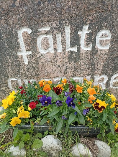 The image is a close-up, eye-level shot of a stone marker with carved and painted white text that reads "fÃ¤lte". Below the text, a planter box filled with colorful pansies in shades of yellow, orange, red, and purple is visible. The stone marker appears weathered and speckled with dark marks. Green foliage surrounds the flowers and extends to the bottom of the frame where two light-colored, smooth rocks are partially visible, along with some dry grass and soil. The background is out of focus, hinting at an outdoor setting. The image does not depict any people or actions.