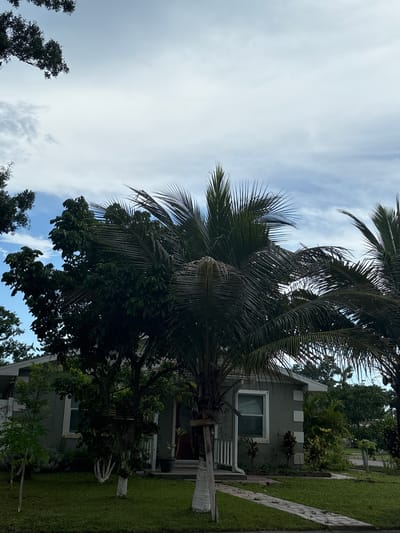 A slightly overcast sky looms above a residential house in Palmetto, Florida. The single-story home features a light gray exterior with white trim around the windows and corners. A white tiled walkway leads from the street to the porch, which has white railings. Lush green grass surrounds the house, interspersed with various trees and plants, including palm trees with their fronds extending into the frame. The scene appears calm and suburban.