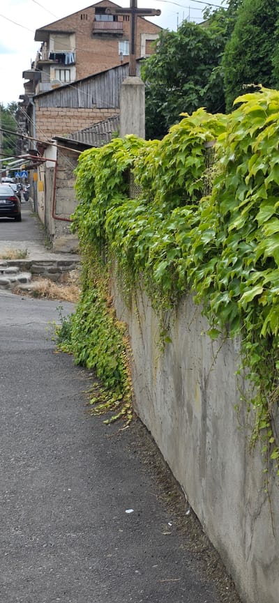 The image depicts a street scene in Gori, Georgia, focusing on a concrete wall covered with lush green ivy. To the left of the wall, a paved road is visible, with a black car parked on the side and other vehicles in the distance. A set of stone steps leads up from the road towards a building. Behind the ivy-covered wall, several buildings are visible, including a multi-story brick structure with wooden accents and balconies. A wooden cross on a concrete pedestal stands prominently in front of the buildings. Trees and greenery are interspersed throughout the background. The sky is overcast, suggesting a cloudy day. The scene appears to be a residential area with a mix of older and newer construction.