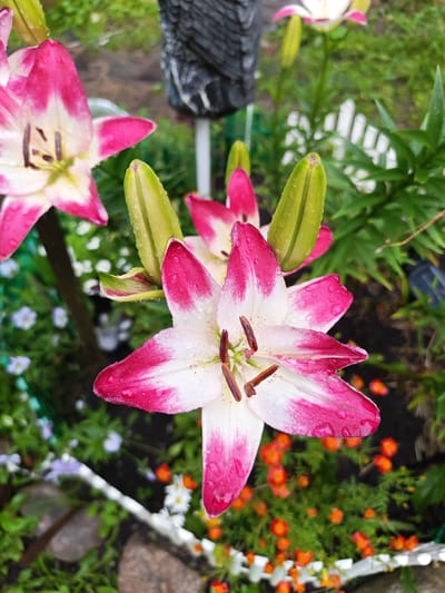 A close-up, overhead shot captures several pink and white lilies in a garden. Water droplets are visible on the petals and unopened buds. The lilies are the primary focus, with their vibrant colors and delicate textures. In the background, a blurred green garden with small orange and white flowers creates a soft backdrop. A black and grey decorative element, possibly a bird feeder or statue, is partially visible in the upper left quadrant, along with a white picket fence segment. The overall scene suggests a peaceful, natural setting, possibly in a suburban garden in Dachnoe, Russia, after a rainfall.