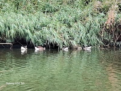 The image depicts a body of calm, green water with a dense growth of tall, green reeds along the far bank. There are five ducks swimming in the water, positioned from left to right. The ducks are mostly dark brown with white markings on their heads and chests. The water surface is rippled, reflecting the green vegetation and the ducks. The overall scene appears to be a natural environment, possibly a canal or riverbank. The "Galaxy A56 5G" watermark is visible in the bottom left corner of the image.