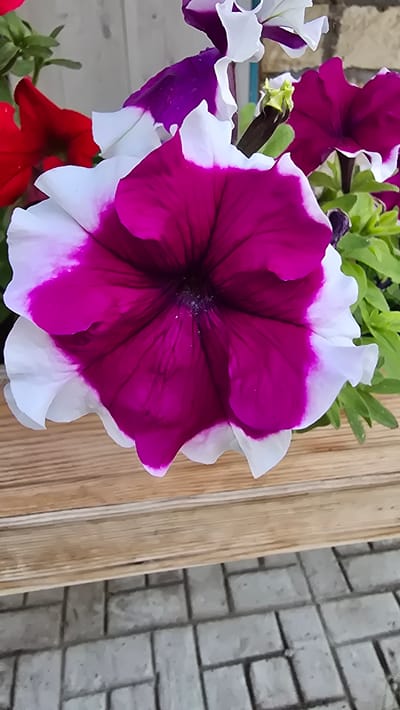 The image shows a close-up of a vibrant petunia flower with deep magenta petals transitioning to white edges. The flower is positioned centrally, slightly angled, against a backdrop that includes other petunias in shades of red and purple, green foliage, and a wooden planter box. Below the planter box, a textured surface of gray rectangular paving stones is visible. The lighting appears natural, highlighting the texture and colors of the petals. There are no people or any discernable activity in the image. The scene is set outdoors, likely in a garden or a planter arrangement. The specific location in the city of Круглоозерное, Kazakhstan is not visually identifiable from the image content itself.