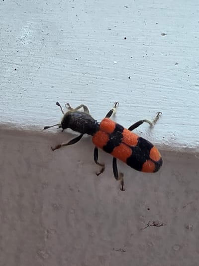 A black and orange striped insect, likely a beetle, is shown crawling on a textured, light-colored surface that appears to be a wall or ledge. The insect has a distinct segmented body with a black head and thorax, and an orange and black patterned abdomen. Its legs are thin and black, and it is positioned diagonally across the frame. The background is out of focus, but suggests an outdoor environment in the city of Indzhe Voyvoda, Bulgaria, possibly on a building's exterior.