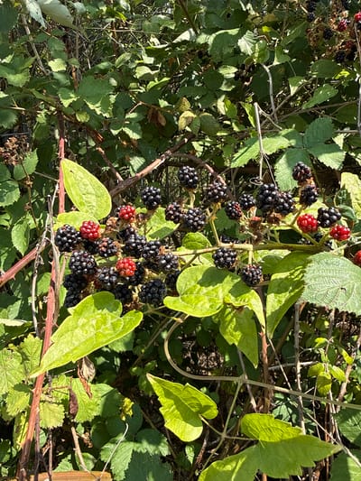 A cluster of ripe blackberries and some unripe red berries hang from a thorny vine amidst green leaves and dry branches, likely in a natural or semi-natural setting. The scene is illuminated by bright sunlight, creating strong shadows and highlights. The focus is on the fruit and foliage, with the background being a blur of green and brown vegetation. The image appears to be taken outdoors, possibly in a garden or a wild area. The location in Fontevivo, Italy is not visually evident from the image itself.