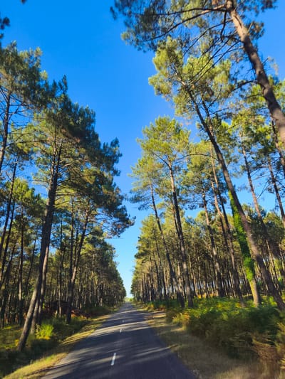This media file captures a scenic view of a road passing through a dense pine forest under a clear blue sky. The perspective is from a low angle, looking upwards towards the canopy of tall, slender pine trees. Their branches, laden with green needles, create a dappled effect as sunlight filters through. The trees are lined up on either side of a paved road that recedes into the distance, suggesting a journey through the woodland.

The road itself is dark asphalt with white dashed lines marking its center, indicating it's a well-maintained route. Lush green ferns and other undergrowth flourish on the sides of the road, contrasting with the sandy soil and dry foliage visible in patches. Some of the pine tree trunks are rough and brown, with one on the right side of the frame visibly covered in vibrant green ivy. The bright blue sky above suggests a clear and sunny day, likely during daylight hours, perhaps late morning or afternoon given the quality of light.

The scene evokes a sense of tranquility and natural beauty, with the straight road inviting the viewer to explore the path ahead. There are no people or specific objects that draw immediate attention, placing the focus squarely on the natural landscape. The overall impression is one of serene isolation within a vibrant forest environment. The location is identified as Léon, France.