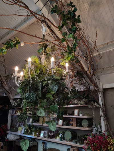 The image shows an interior scene with a decorative chandelier heavily adorned with artificial plants, suspended from a ceiling covered with a grid pattern. The chandelier has candelabra-style arms with electric bulbs. Branches with miniature lights intertwine around the chandelier and extend toward the walls and ceiling, creating a woodland-like ambiance.
Below the chandelier, shelves display various green-toned decorative items, including plates, vases, picture frames, and small plants. Additional artificial foliage and flowers, including pink and white varieties, are arranged around the base of the shelves.
Given the style and content, the scene likely takes place within a home decor or florist shop in Colchester, United Kingdom.