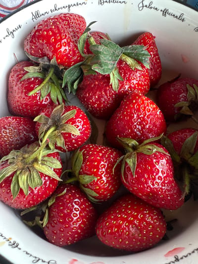 A close-up, overhead shot captures a white ceramic bowl filled with ripe, red strawberries. The strawberries are of varying sizes and shapes, with visible seeds and green stems and calyxes. Some strawberries are partially obscured by others, creating a sense of depth. The bowl's interior features faint black text, including what appears to be Latin botanical names. The background is out of focus and hints at a patterned fabric, possibly a tablecloth. The lighting is natural and soft, highlighting the glossy texture of the strawberries. The image was taken in Bolshaya Rechka, Russia.
