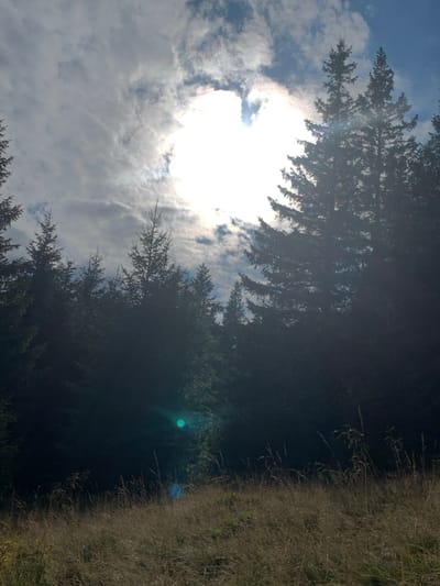 This image captures a natural outdoor scene in Vorokhta, Ukraine. The upper center is dominated by an intensely bright, overexposed sun, partially veiled by diffuse white and gray clouds, with patches of blue sky visible towards the upper right. Silhouetted against the bright sky, a dense conifer forest fills the midground and extends into the background, consisting of numerous tall, dark evergreen trees with distinct pointed tops. The lower third of the frame shows an area of dry, light brown and golden grasses, indicating a field or clearing. A prominent, circular turquoise-blue lens flare is visible in the lower-left quadrant, with a smaller, fainter blue lens flare situated just below it. There are no individuals, animals, or man-made objects present in the scene.