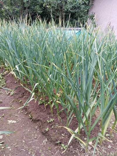 The image shows a row of tall, green garlic plants growing in dark soil. The plants have long, slender leaves that are mostly upright, with some slightly bent or drooping. The tips of some leaves are yellowing, suggesting the plants are nearing maturity or have a minor nutrient deficiency. The soil is visible between the plants, with some small weeds and fallen leaves scattered on the ground. In the background, there are trees with lush green foliage, and a light-colored wall and a partially visible turquoise structure can be seen. The overall scene appears to be an outdoor garden. The lighting suggests it might be daytime, with diffused light rather than direct sunlight. No people, animals, or text are visible in the image. The location context provided is Suvorov, Russia.