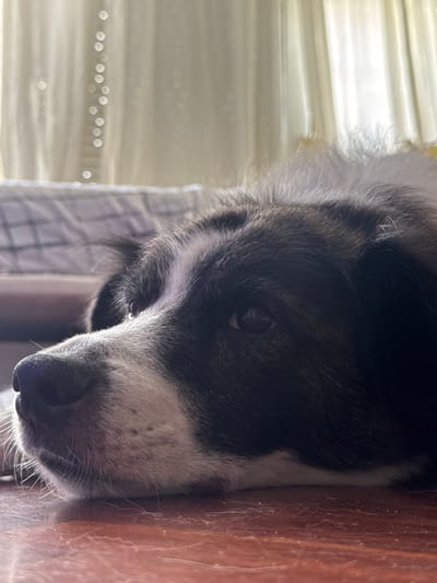 This media file is a close-up, vertically oriented photograph of a dog's face. The dog appears to be lying down, with its head resting on a wooden surface on the left side of the frame. The dog's fur is a mix of black and white, with its nose and part of its snout visible at the top of the frame. Its eye is open and looking slightly upward, and its ears are covered in fur.
In the background, to the right of the dog, is a blurry, pale yellow curtain or blind, with some scattered bokeh effects suggesting a light source. A checkered pattern is visible on a surface behind the dog's head.
The lighting suggests it could be daytime, with natural light coming from the right. The overall mood is calm and peaceful, with the dog appearing relaxed. There is no visible text in the image. The context provided is Vigo, Spain.