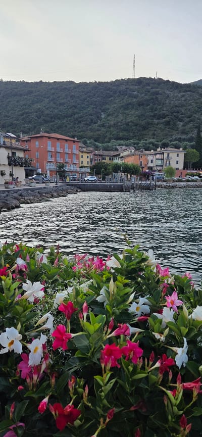 The image captures a scenic view of Torbole, Italy, with a focus on the waterfront and the colorful buildings lining the shore. In the foreground, a dense bed of vibrant pink and white flowers with green foliage commands attention, their blooms facing upwards towards the viewer. Beyond the flowers, the rippling surface of a body of water reflects the soft light, creating a textured pattern.
The middle ground reveals a stone embankment leading to a promenade. Several buildings with distinct architectural styles and varying pastel colors, including orange, yellow, and cream, are situated along the waterfront. The buildings feature multiple stories, balconies, and windows. A few cars, including a white SUV and a silver car, are parked along the promenade, alongside a motorcycle. Some figures, appearing to be people, are seated on benches on the promenade, and a dog is also present. A small pier extends into the water, with a few docked boats visible.
In the background, a lush, green, tree-covered hill rises steeply, forming a natural backdrop to the town. The sky above is a pale, overcast hue. A tall, lattice-style transmission tower is prominently visible on the crest of the hill in the distance, along with power lines. The overall scene conveys a peaceful and picturesque atmosphere of a lakeside town in Italy.