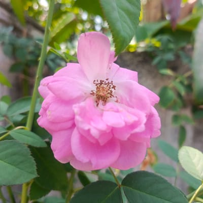 A close-up, slightly tilted, medium shot focuses on a delicate pink rose in full bloom. The rose is positioned centrally, with its petals unfurling outwards. The center of the flower reveals a cluster of stamens with brown tips. Green leaves surround the rose, some in sharp focus and others blurred in the background. A green stem, with small thorns, is visible to the left of the rose. The background consists of more blurred greenery and a light-colored wall, suggesting an outdoor environment. This image appears to be taken in the city of Geulanggangbaro, Indonesia.