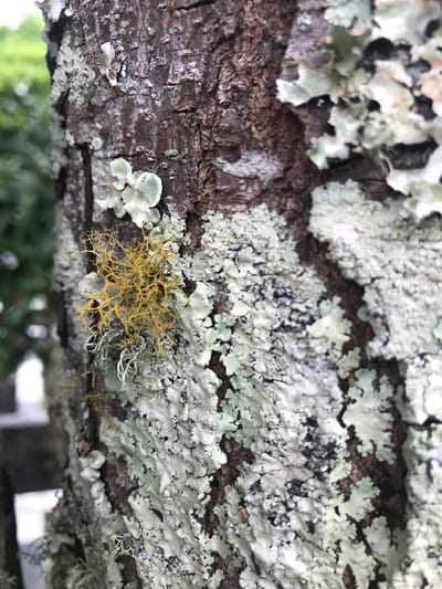 The image depicts a close-up of a tree branch covered in various types of lichen. The branch, displaying a rough, brown bark texture, is heavily colonized by predominantly pale green and white foliose lichen. Notably, there is a cluster of bright yellow, thread-like fruticose lichen present near the center of the frame. The background is blurred, suggesting vegetation, and possibly a building, in the distance. The location is Babussalam, Indonesia. No people are visible in the image.