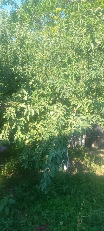 The image depicts an apple tree laden with small, green apples, situated in the city of Novopavlovka, Kyrgyzstan. The tree is dense with leaves, and sunlight filters through, casting shadows. In the background, a wooden structure, possibly a shed or fence, is visible. The ground is covered with grass and weeds, indicating an outdoor, possibly rural or semi-rural setting. There are no people or animals in the image.