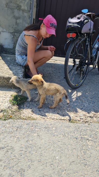 In Shabo, Ukraine, a woman wearing a gray tank top, denim shorts, and a pink baseball cap is crouching down on a concrete surface. She is looking at two puppies. One puppy is light brown and is standing facing away from the viewer, and the other puppy is darker brown and is facing the viewer. Behind the woman and puppies, a bicycle with a rack and panniers is parked next to a dark-colored metal gate. The ground is rough asphalt with some patches of dirt and grass. The scene appears to be outdoors, possibly in a yard or alleyway.